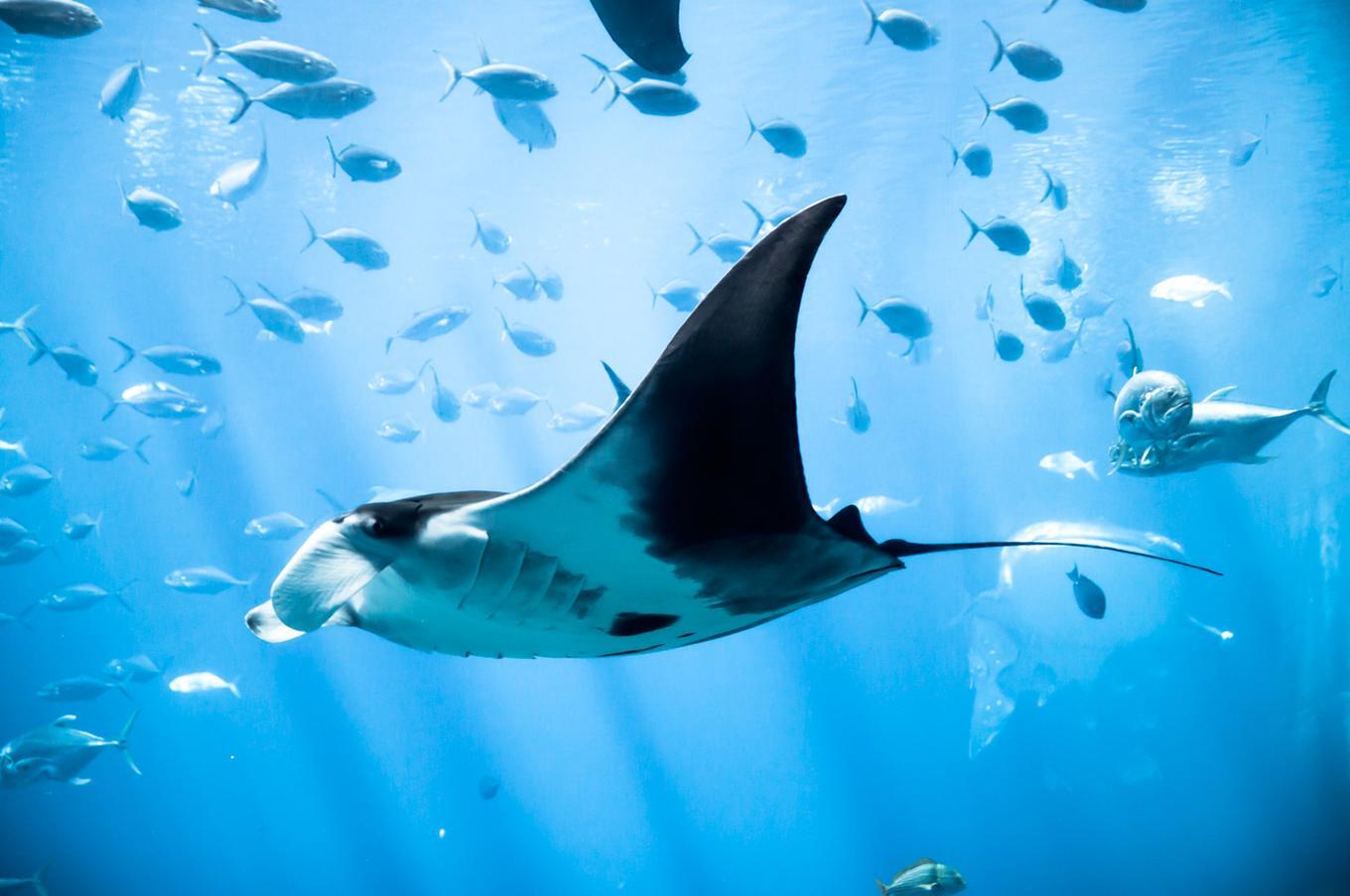 luxury and adventure trip to Hawaii