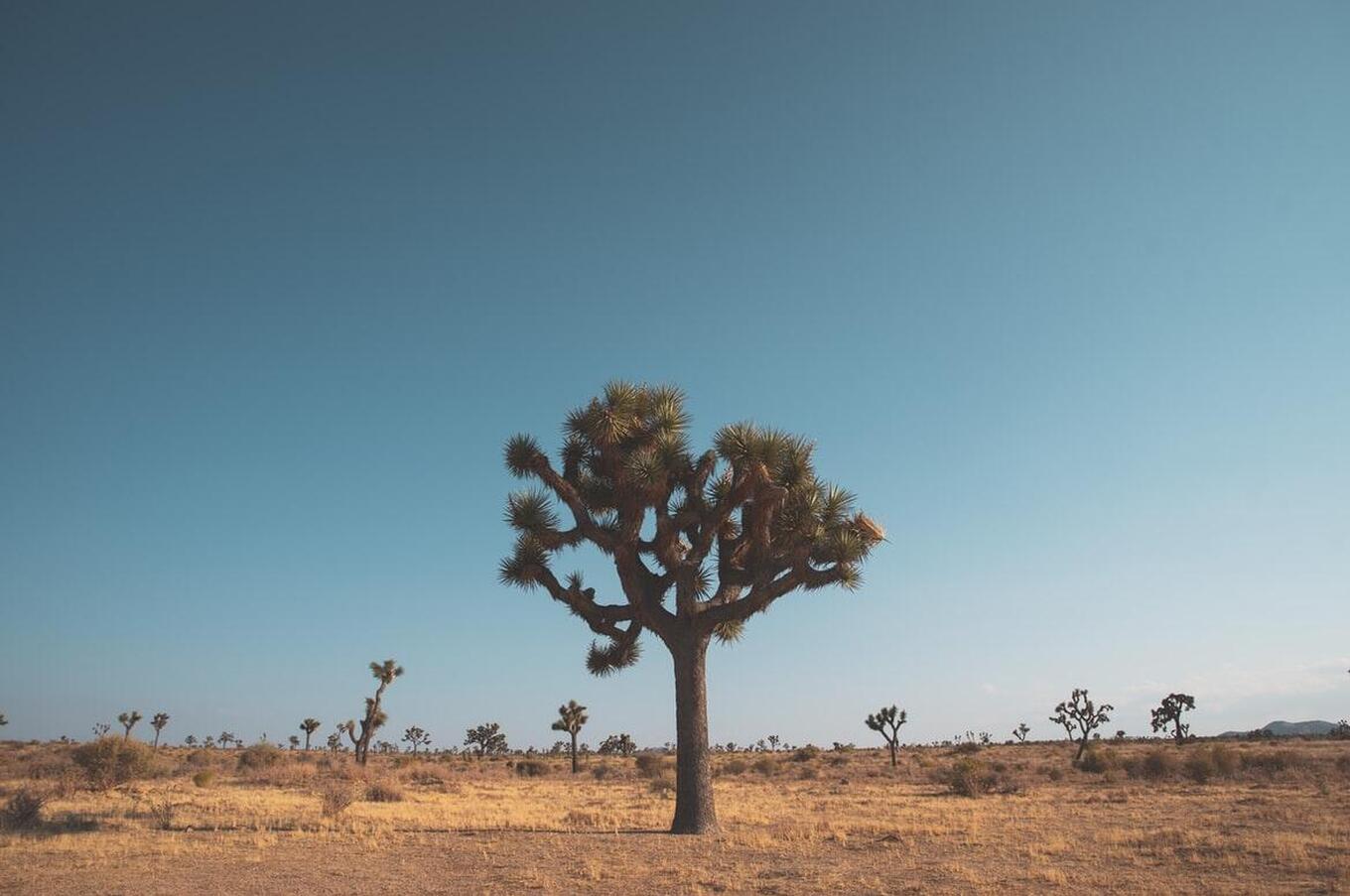 joshua tree national park united states