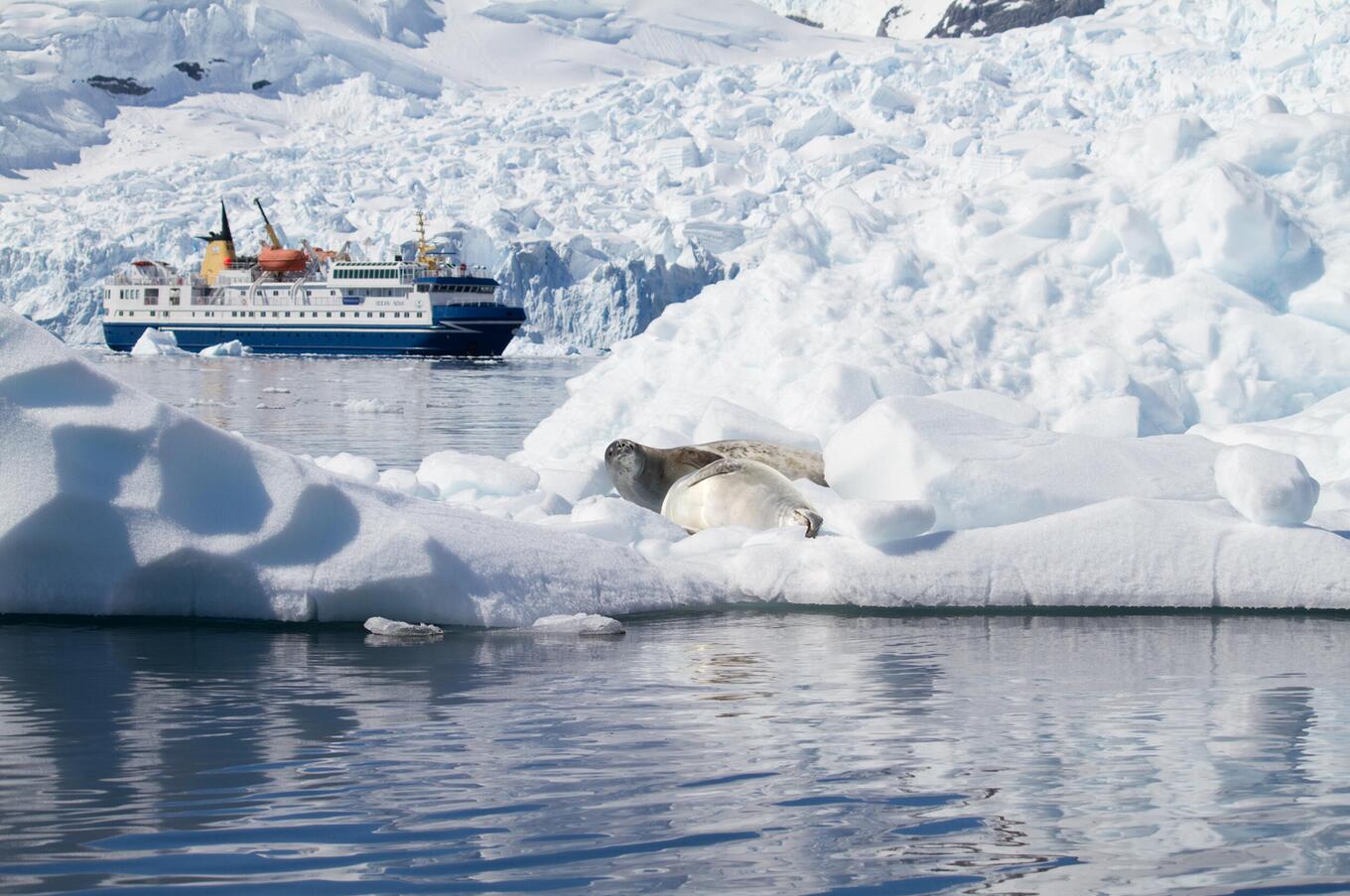 luxury antarctic voyage magellan explorer air cruises