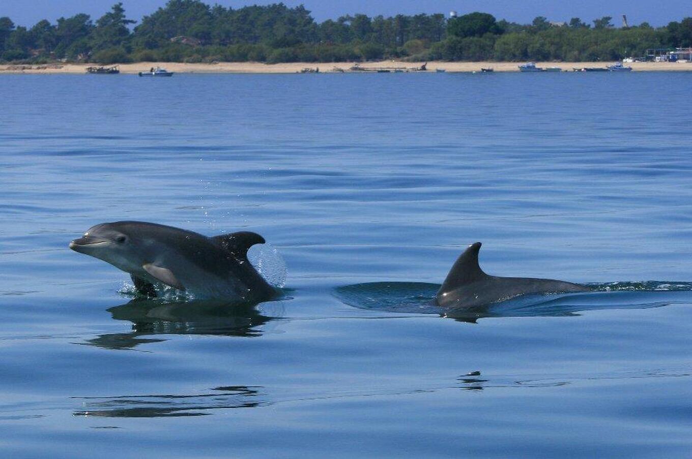 dolphin experience setubal bay boat