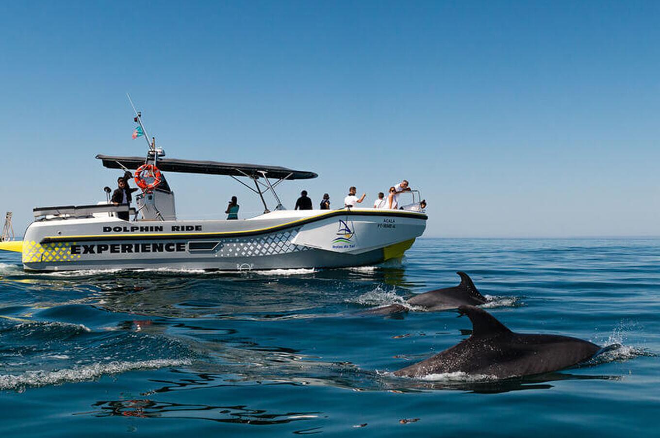dolphin experience setubal bay boat