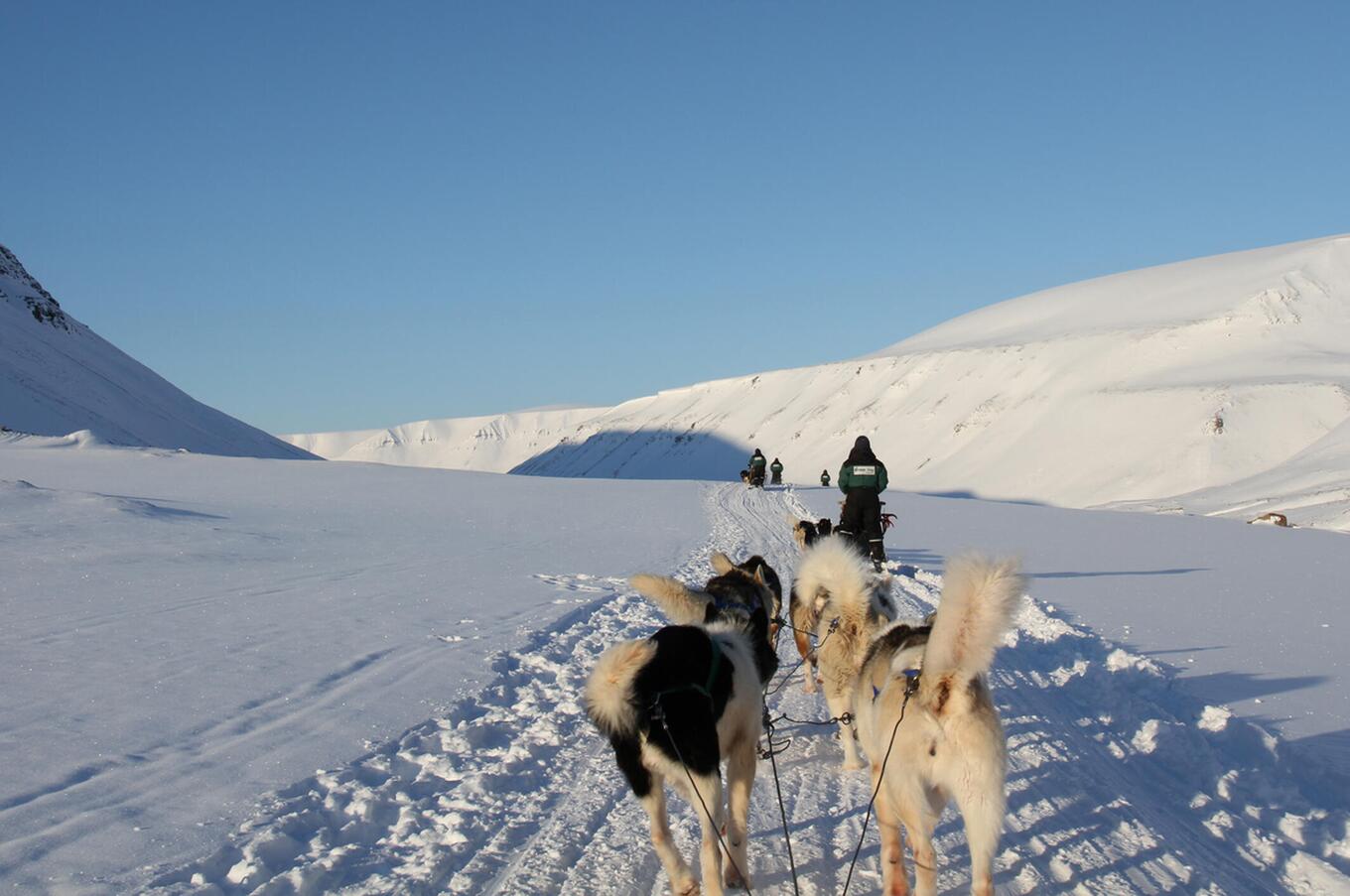 svalbard trip sled dogs