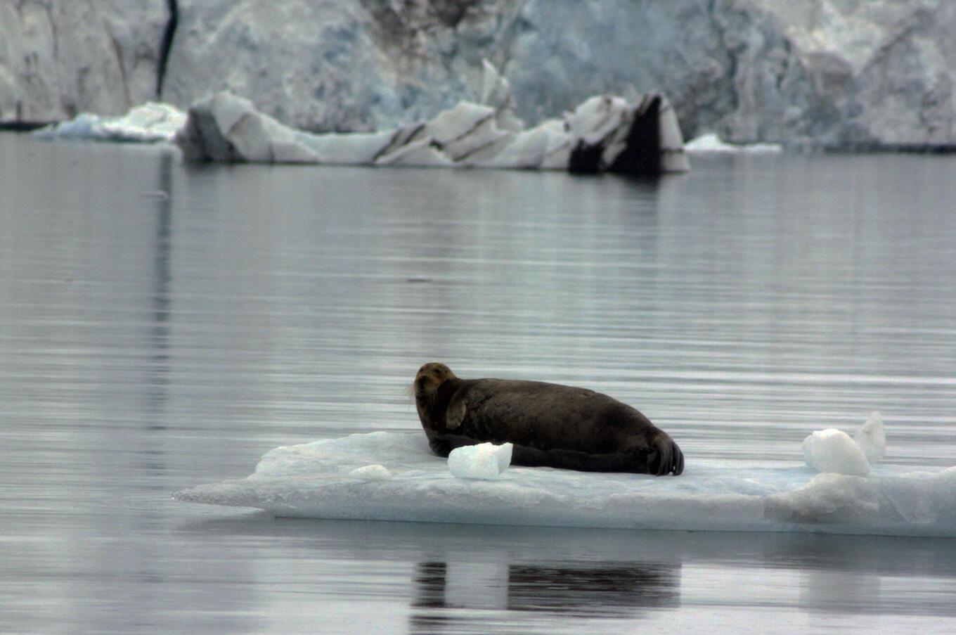 svalbard seals