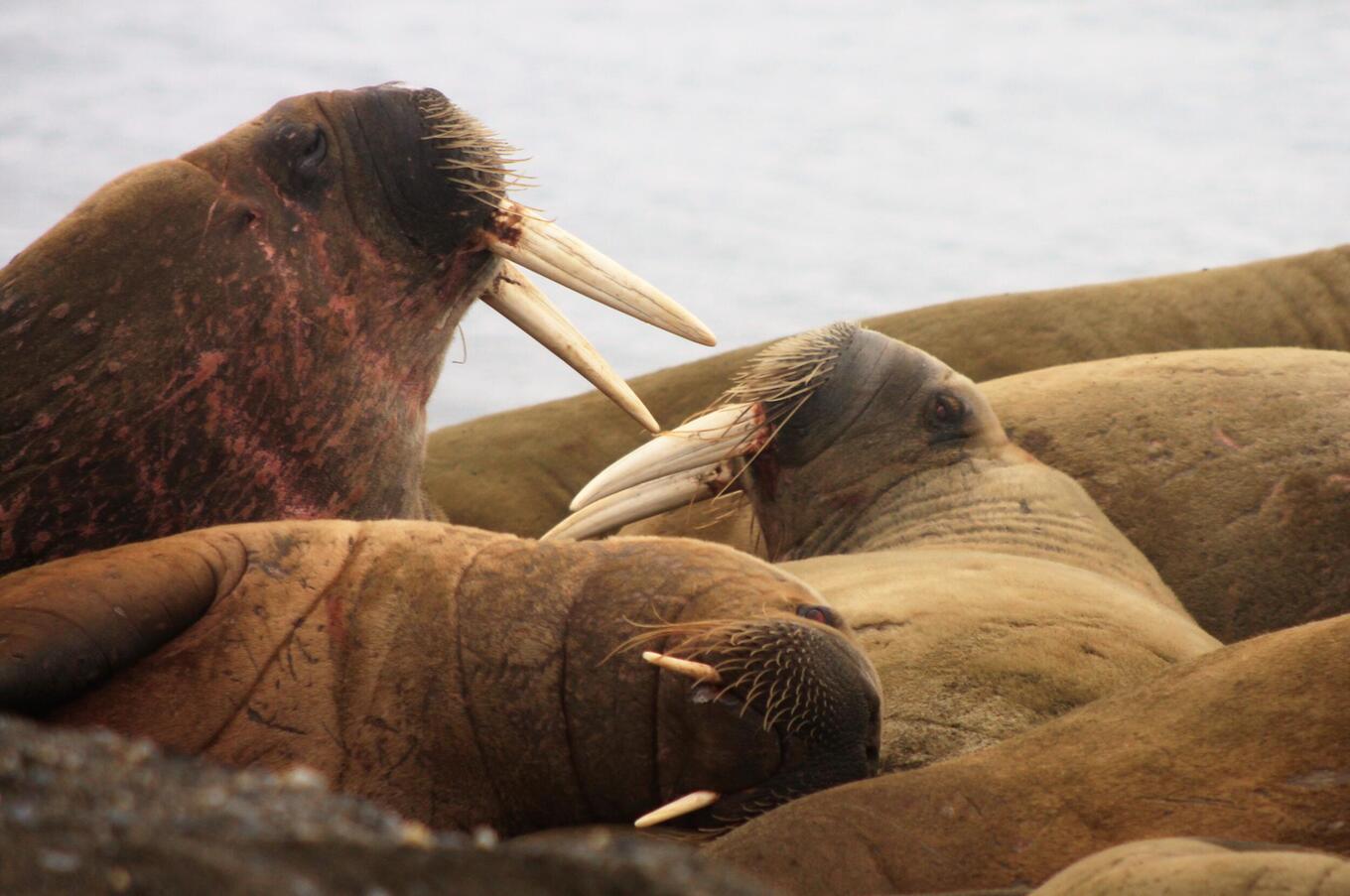 svalbard sea lions