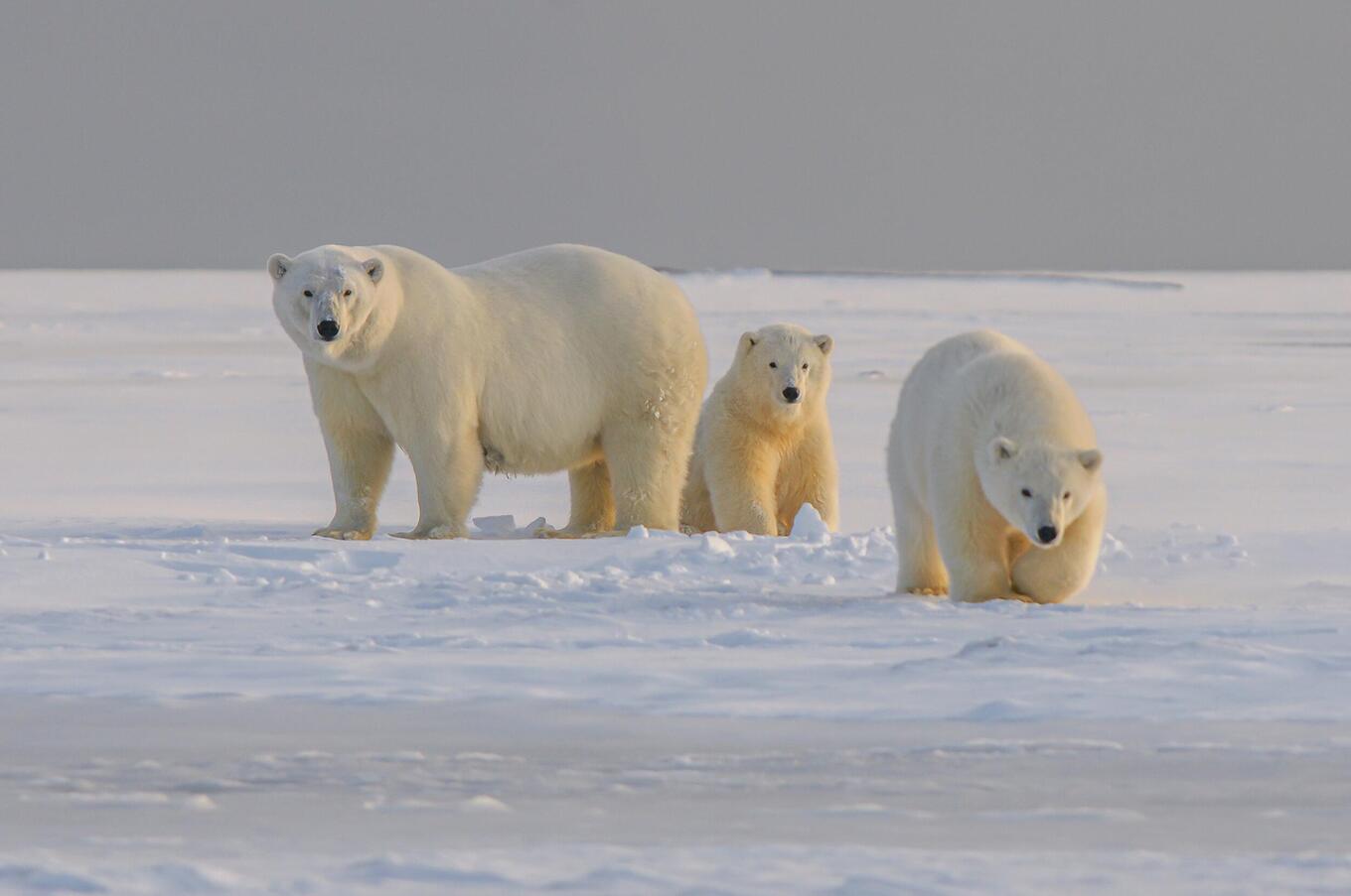 Svalbard is believed to be inhabited by more polar bears than humans. Photo: Hans Jurgen Mager svalbard polar bear