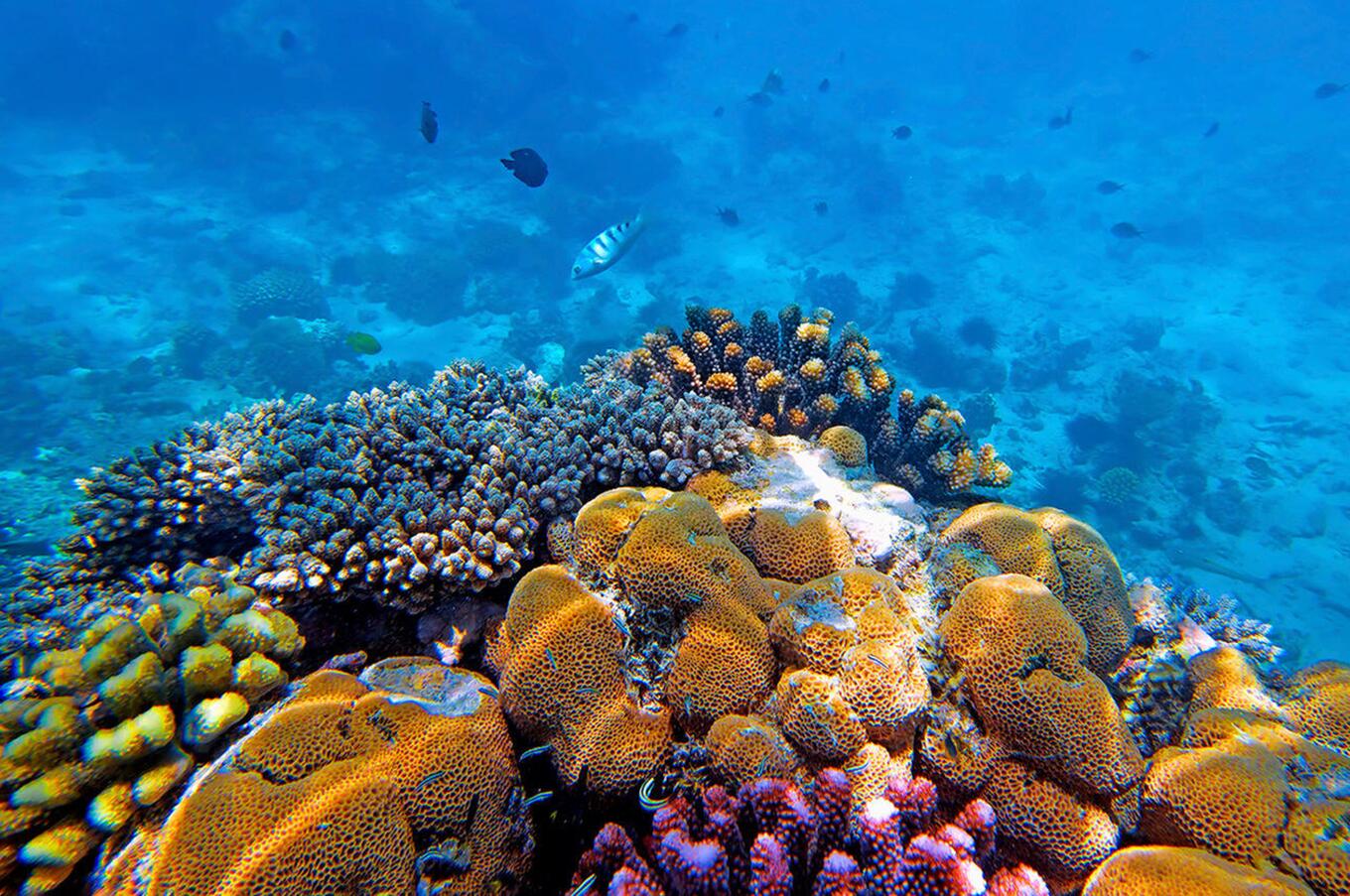 mnemba zanzibar