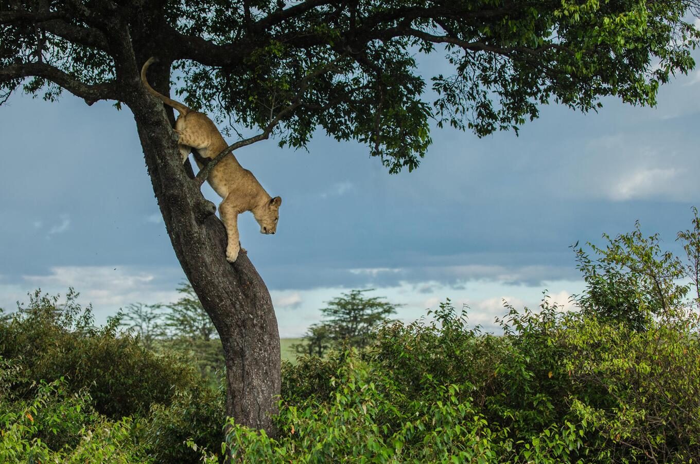 Lioness in the Masai Mara.