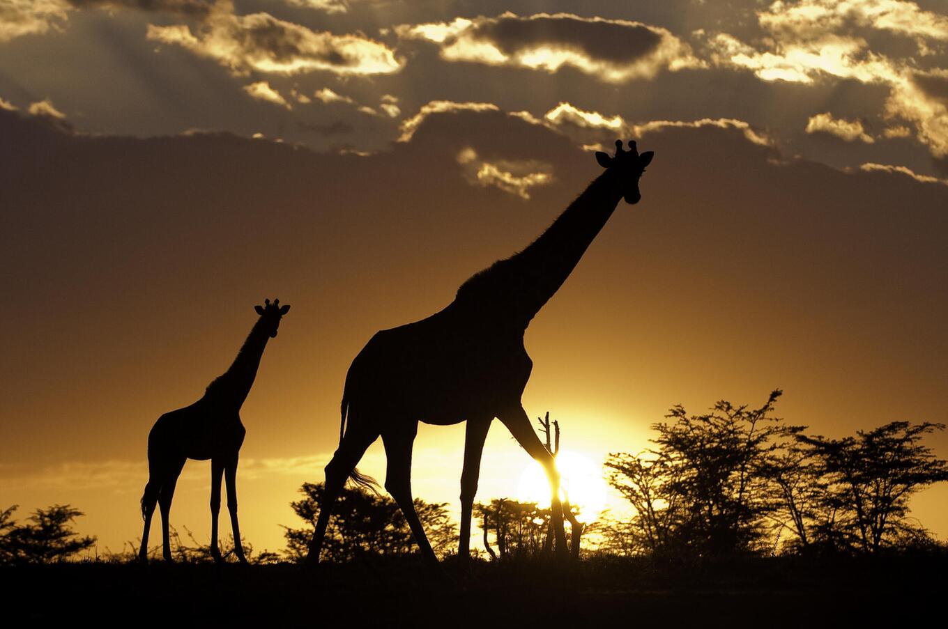Giraffes at sunset in the Masai Mara.