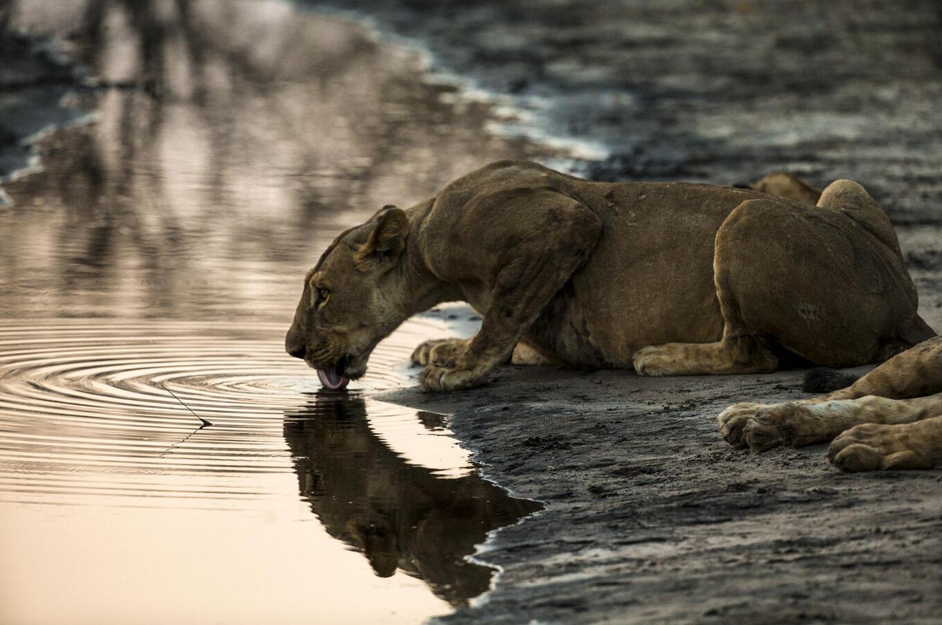 Okavango Explorers Camp