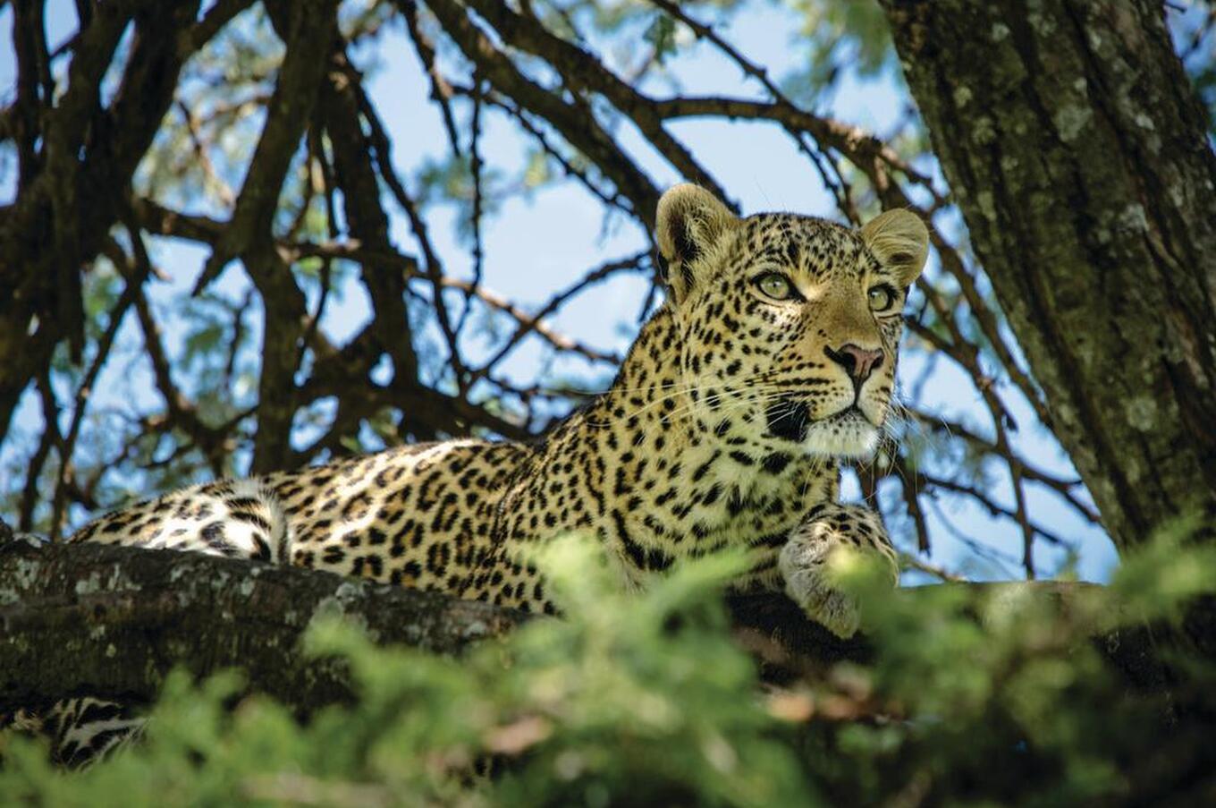 Mara Plains Camp