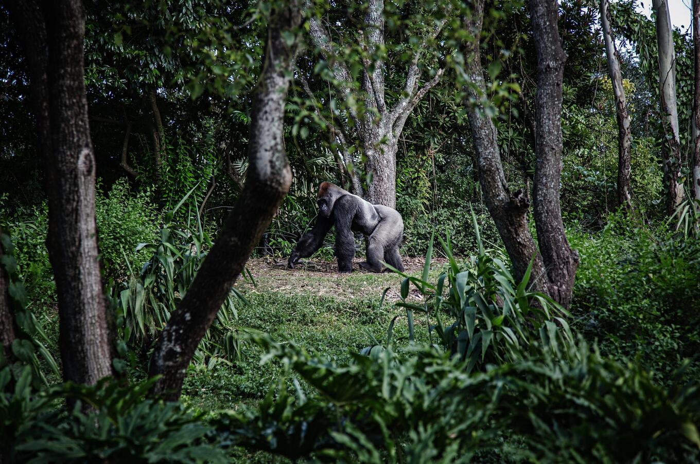 Male silverback gorilla in Uganda