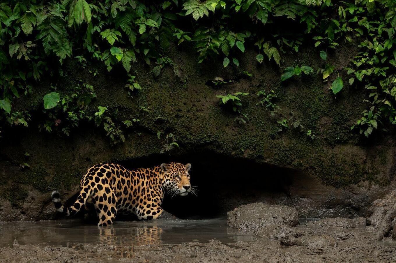 Nature at Napo Wildlife Center