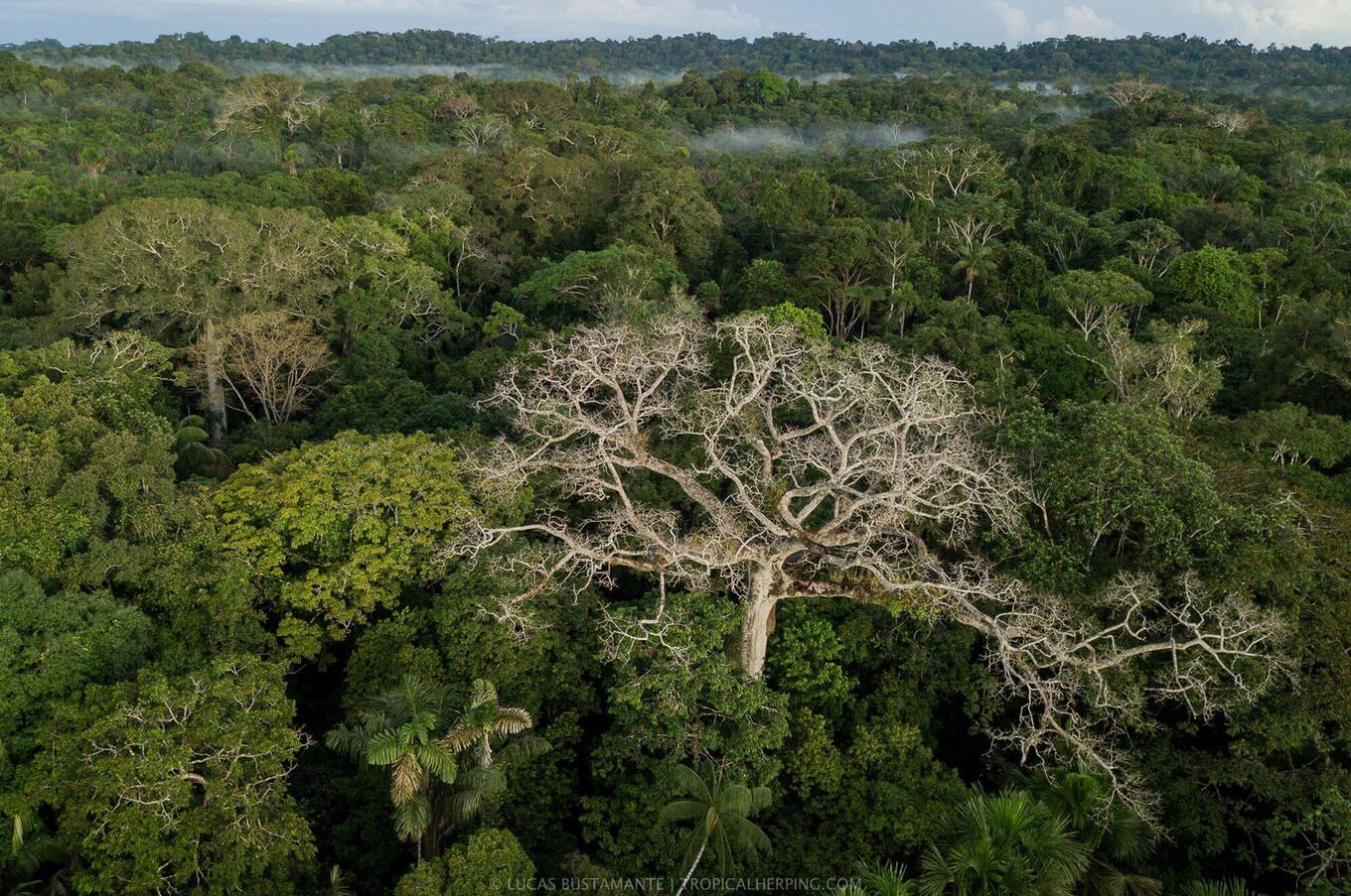 Nature at Napo Wildlife Center