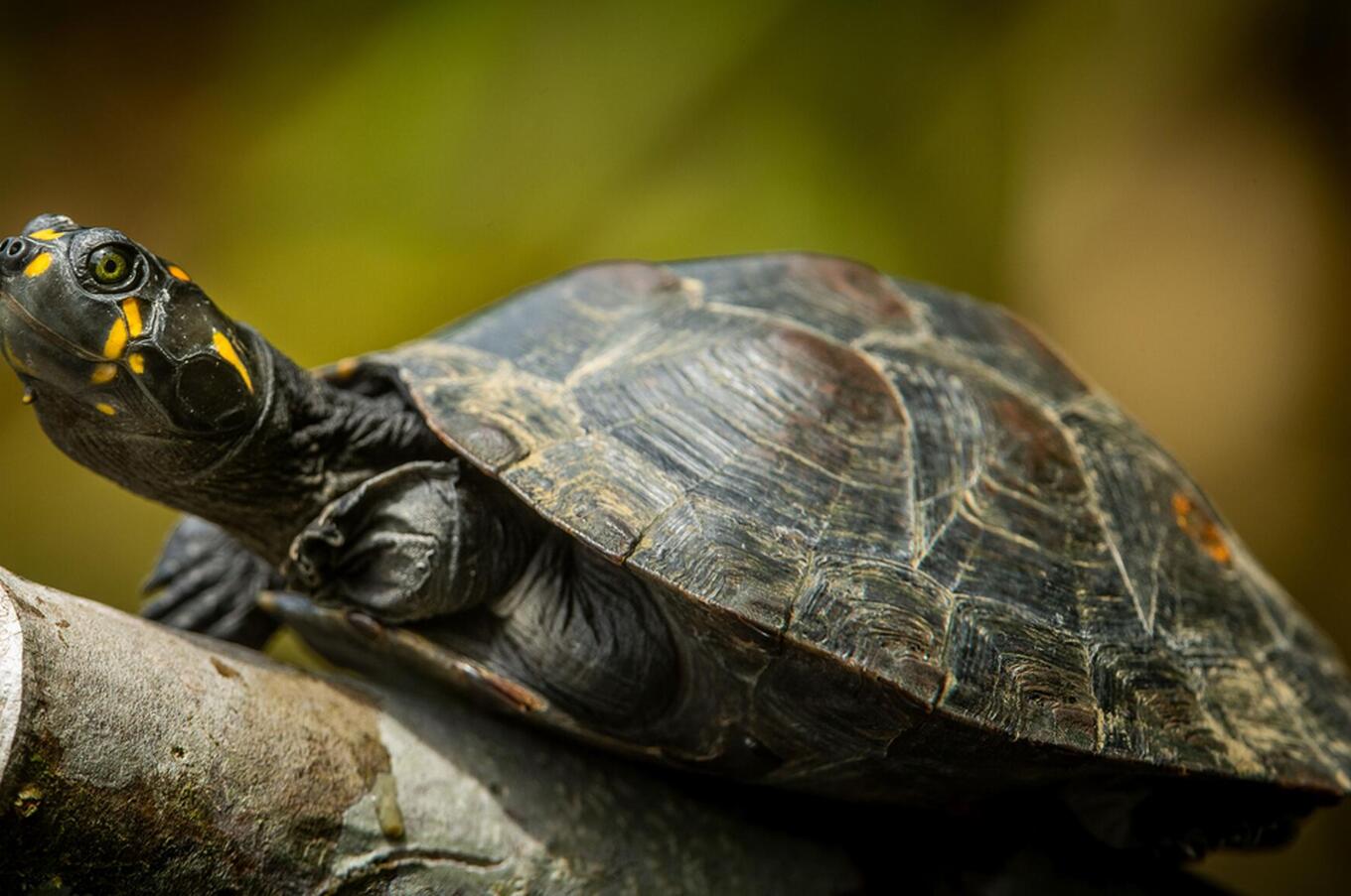 Living nature at Napo Wildlife Center