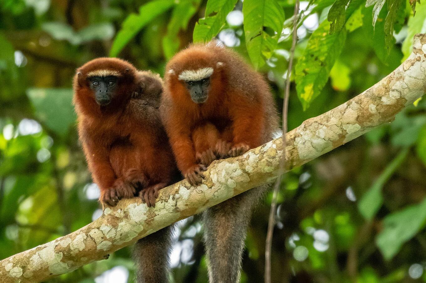 Living nature at Napo Wildlife Center