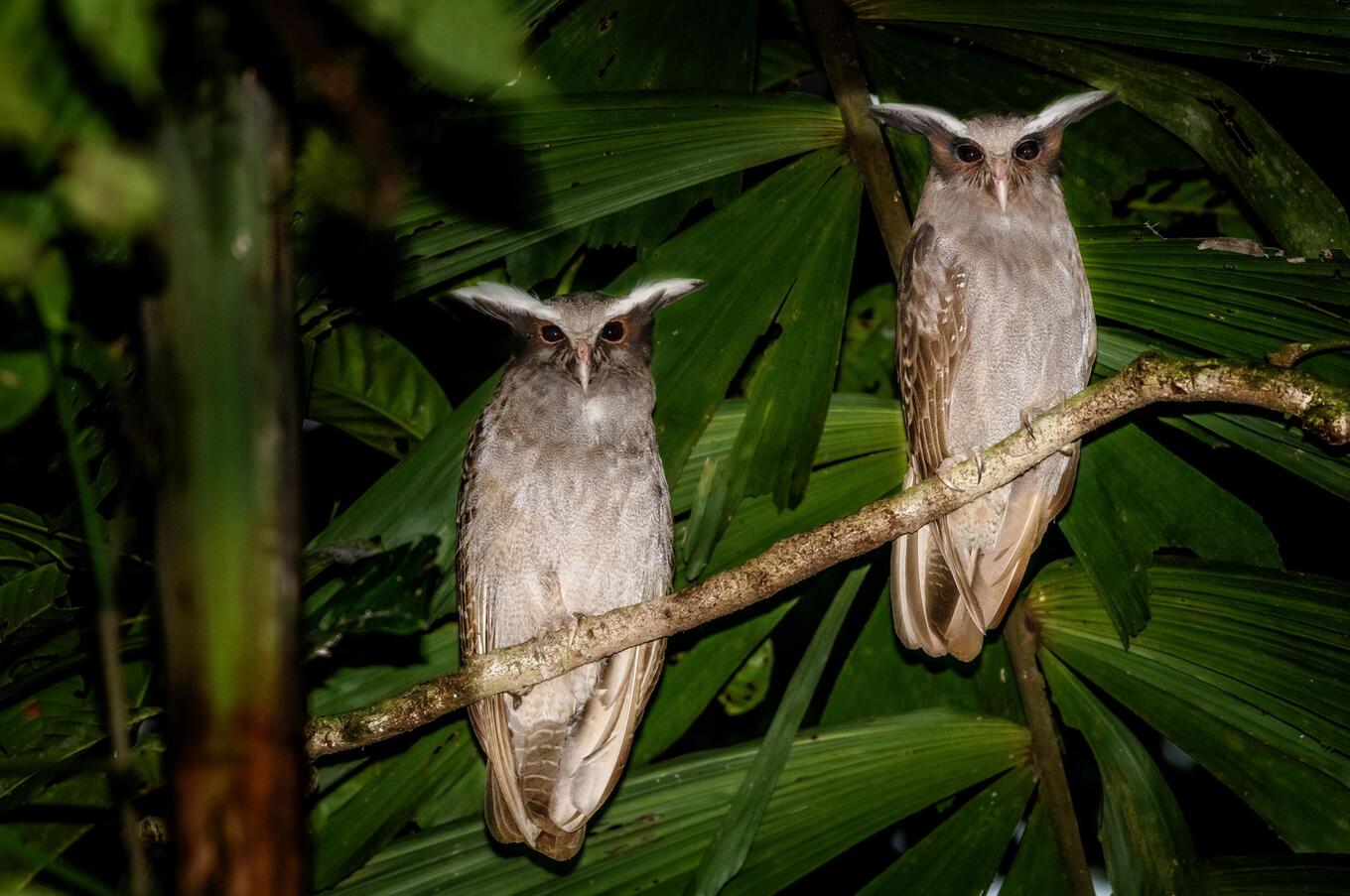 Living nature at Napo Wildlife Center