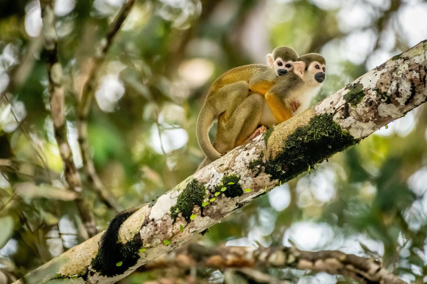 Living nature at Napo Wildlife Center