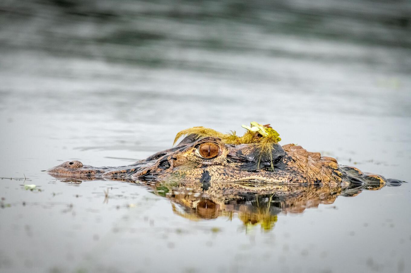 Living nature at Napo Wildlife Center