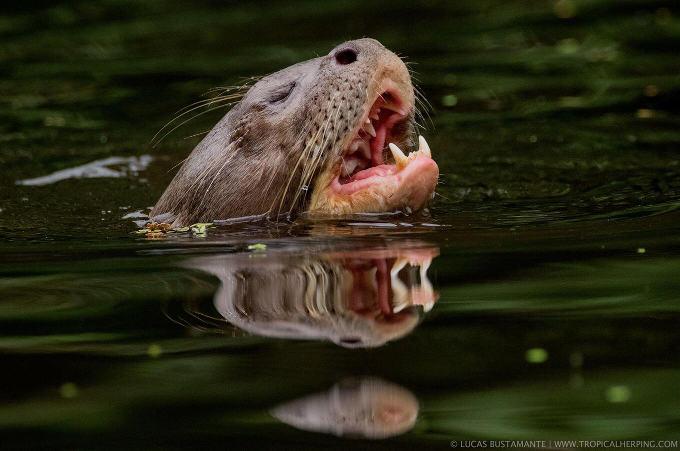 Nature at Napo Wildlife Center