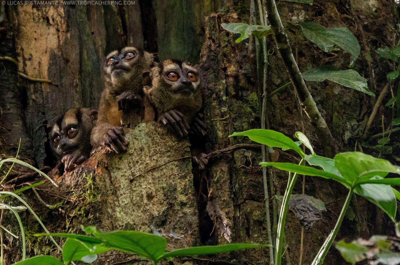 Nature at Napo Wildlife Center