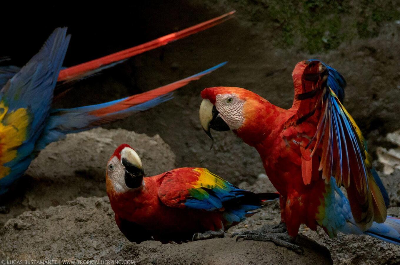 Living nature at Napo Wildlife Center