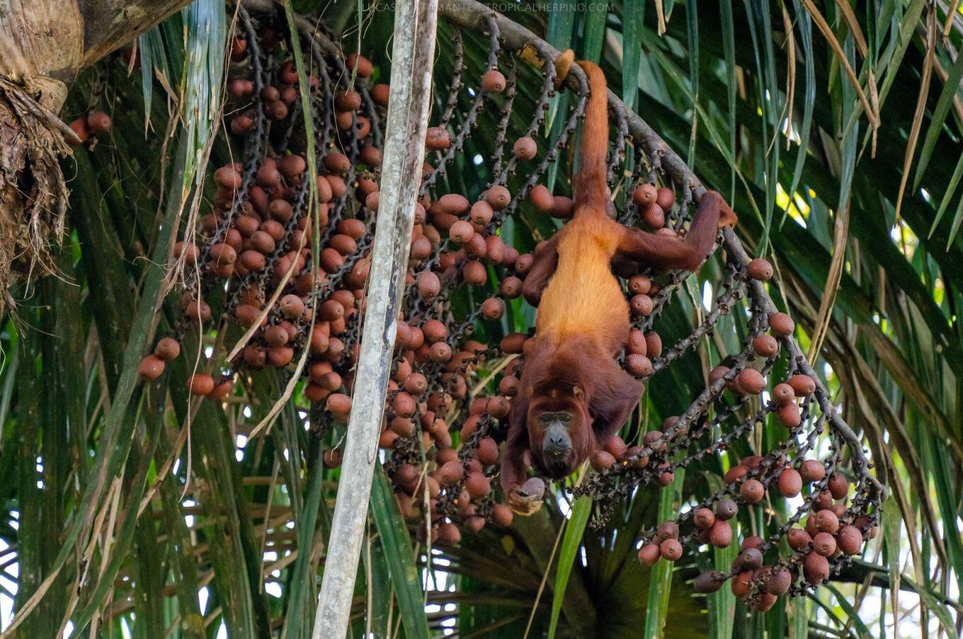 Living nature at Napo Wildlife Center