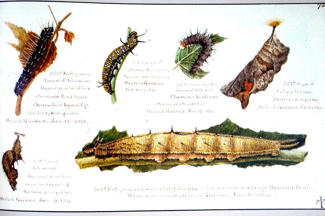 Illustration of caterpillars and chrysalises of British Guiana from Margaret Fountaine's watercolor notebook. chrysalis illustration margaret fountaine.