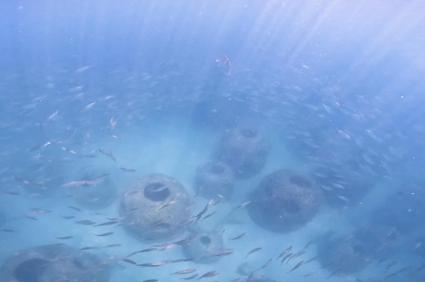 Regenerative reefs in Punta Leona, Costa Rica