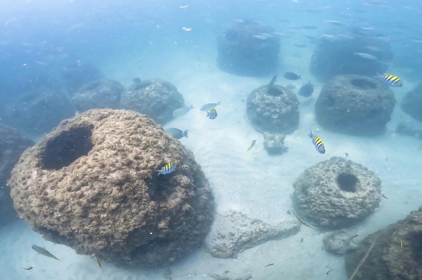 Regenerative reefs in Punta Leona, Costa Rica