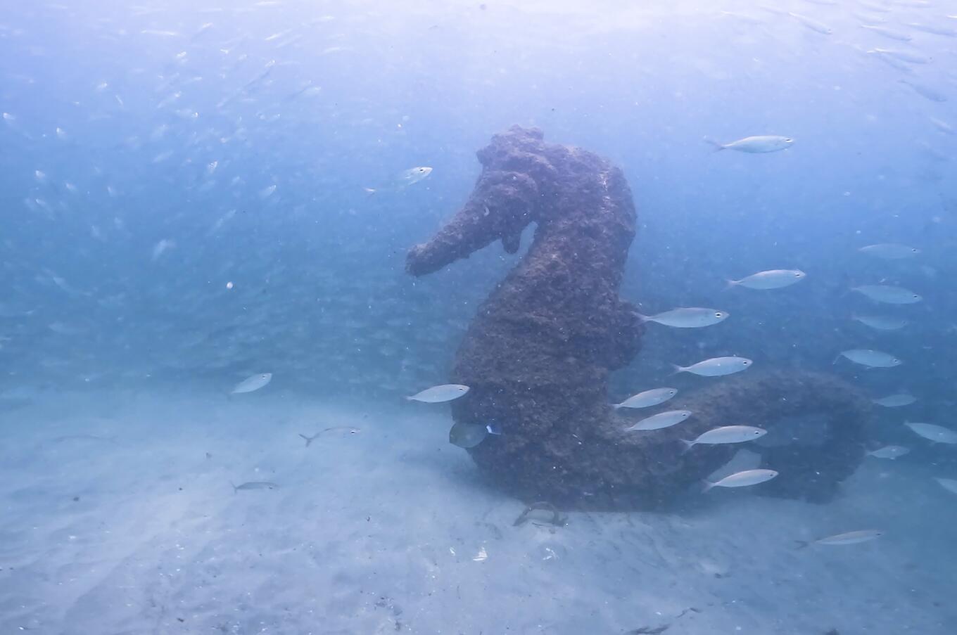 Seahorse in the underwater museum.