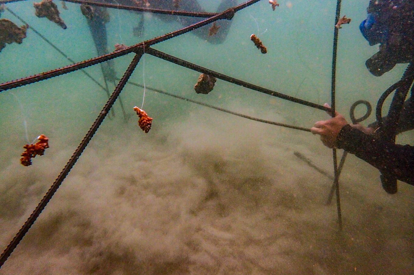 Coral gardening.
