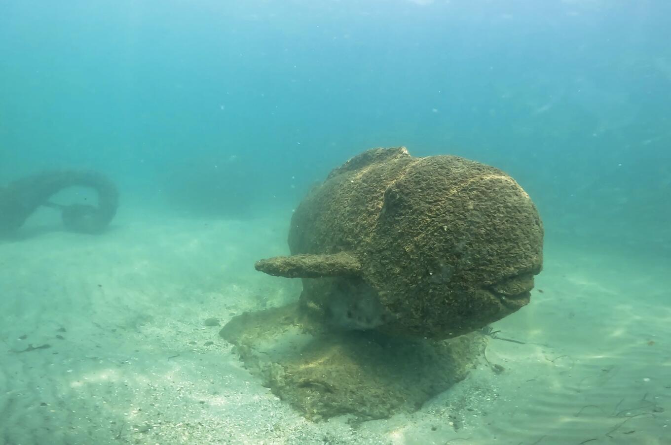 Parrotfish from the underwater museum