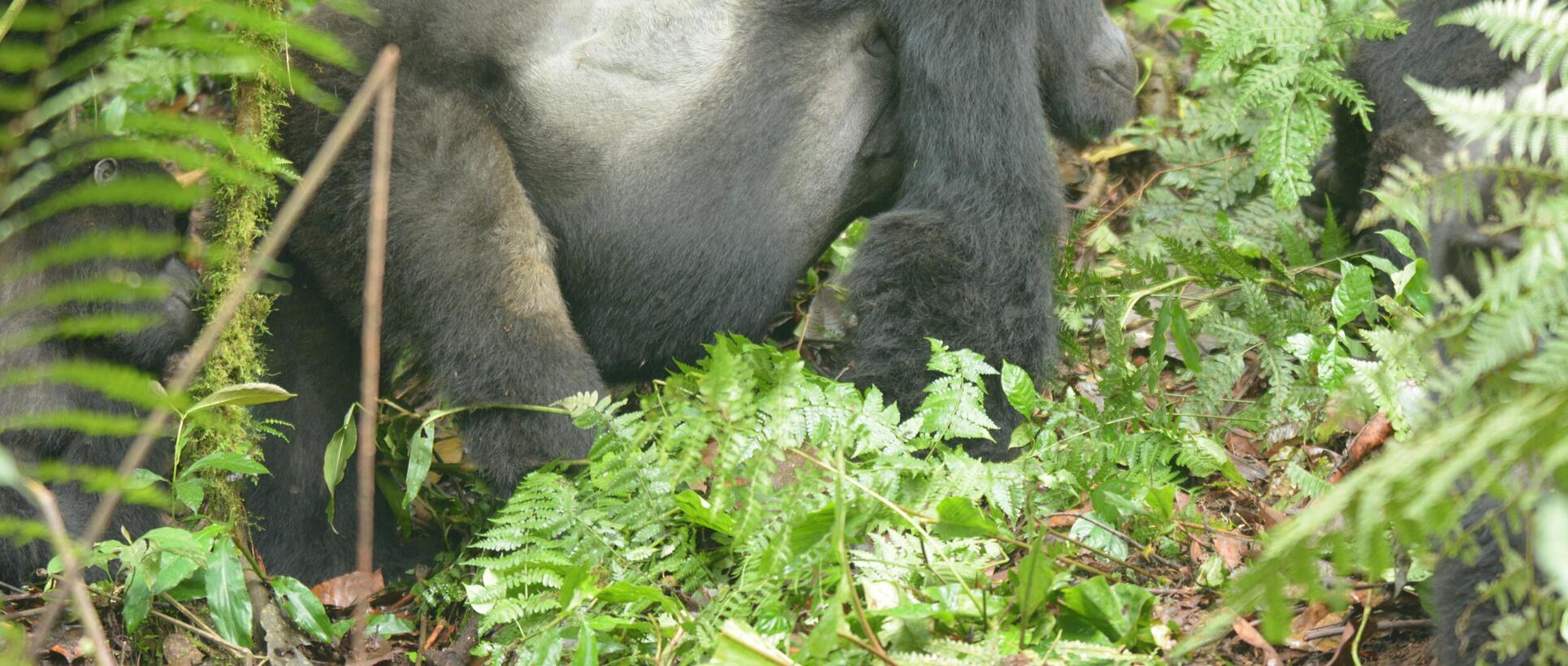 travel uganda mountain gorilla rafiki
