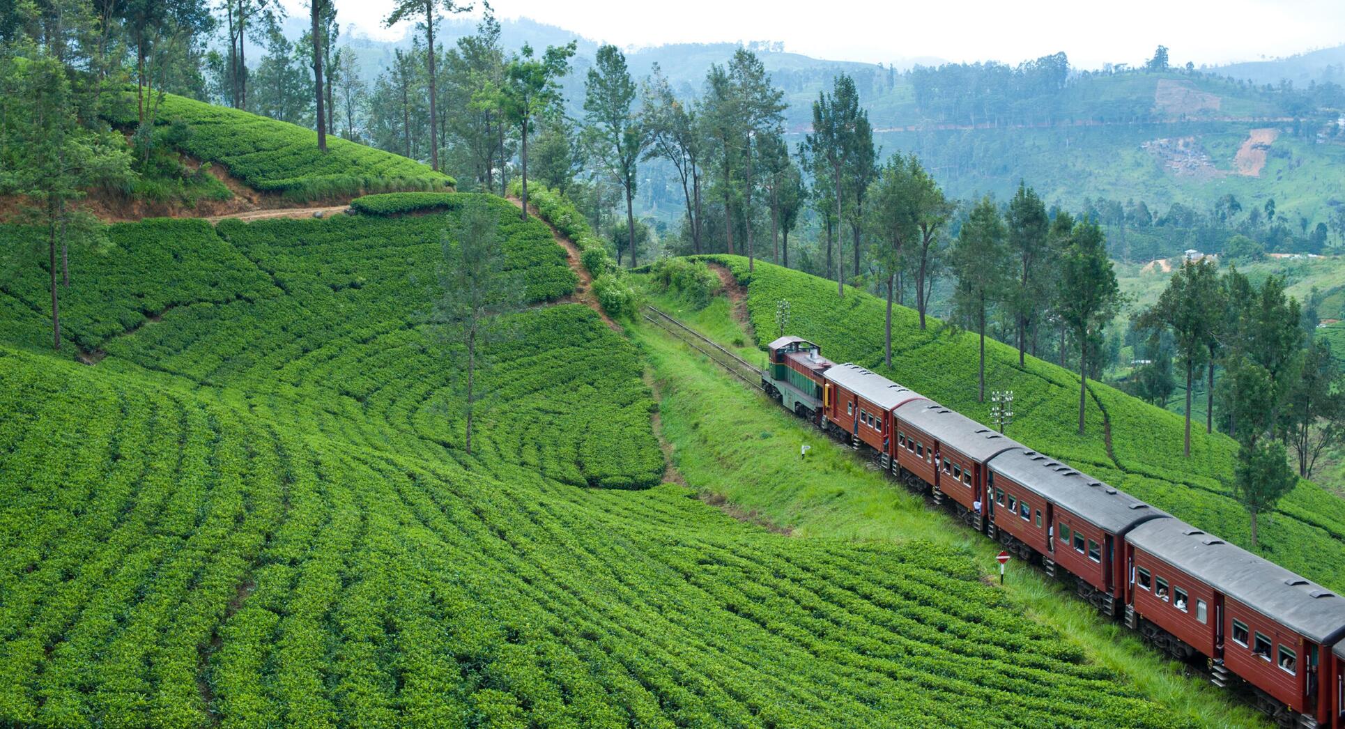 trip sri lanka tea plantations