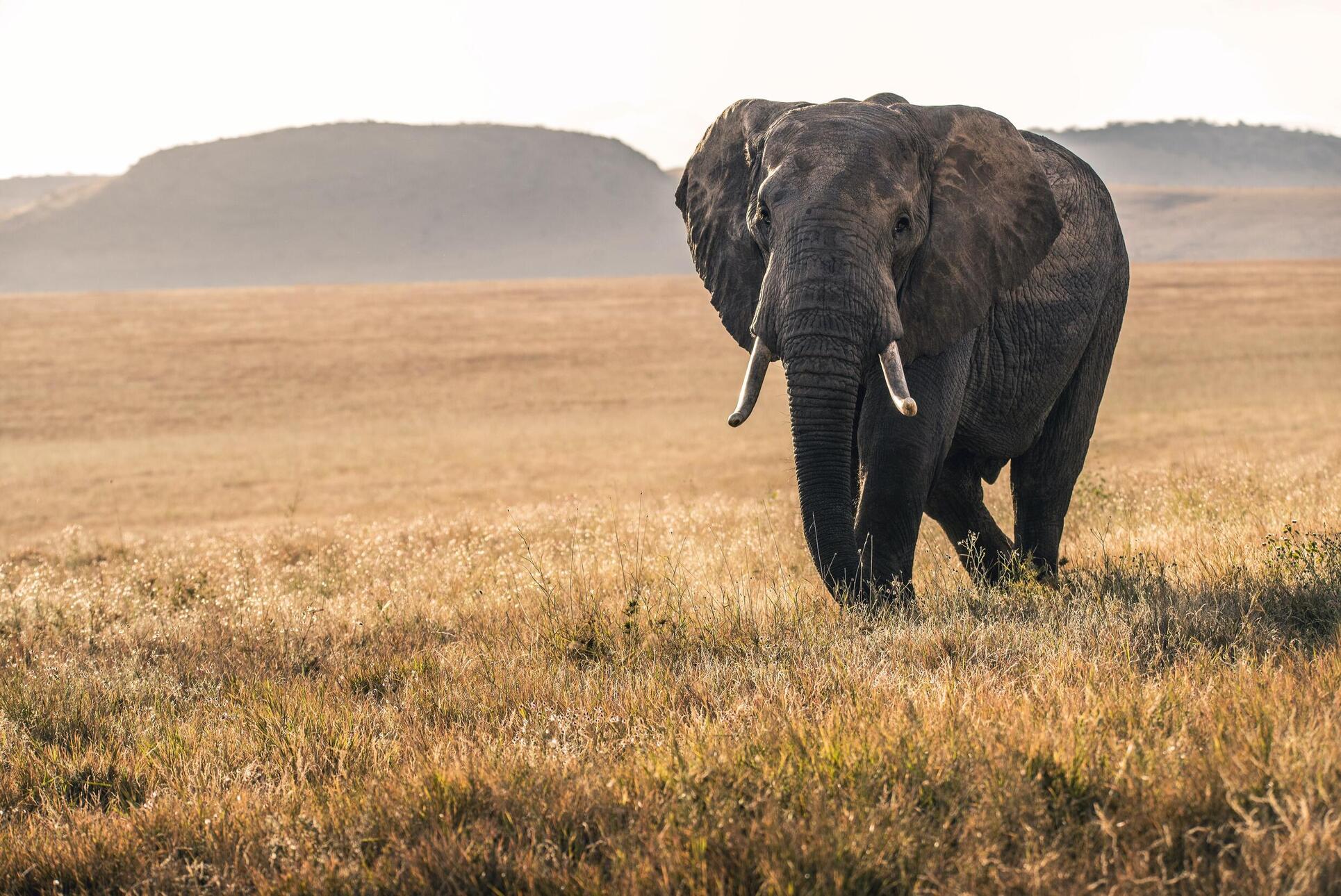 elephants and bees project.