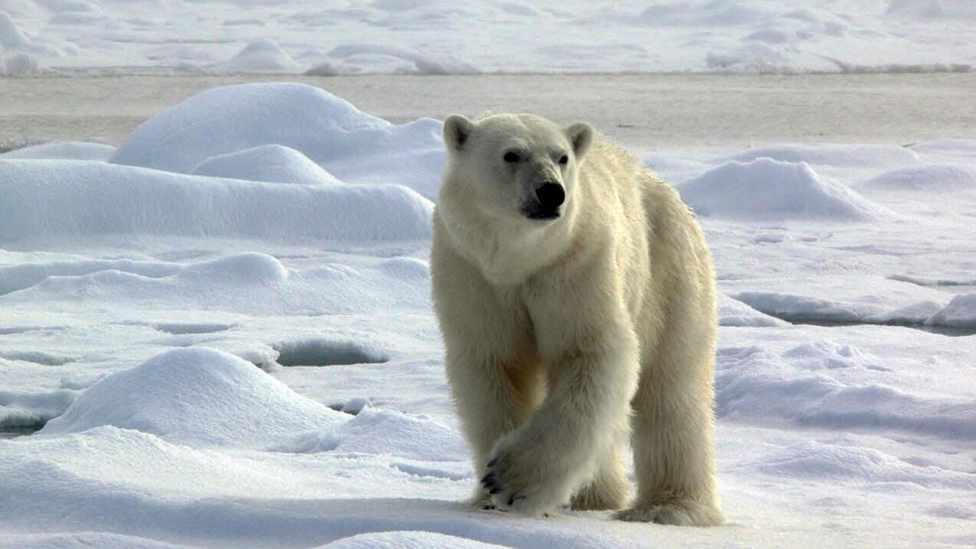 polar bear trip to svalbard.