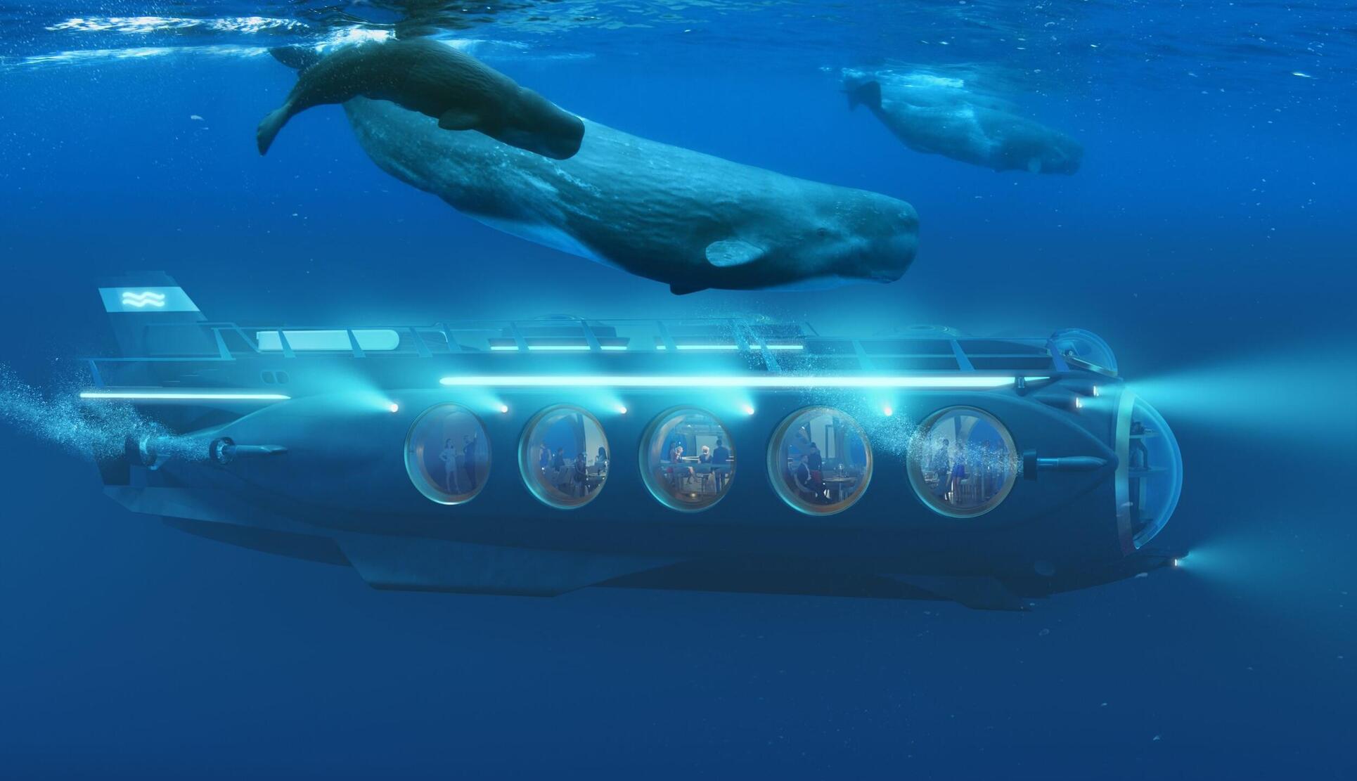 underwater safari with whales