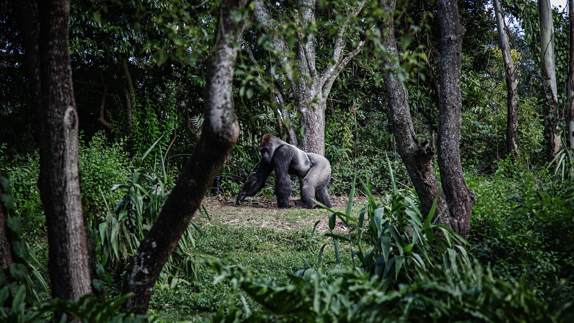 luxury trekking trip mountain gorillas in Rwanda
