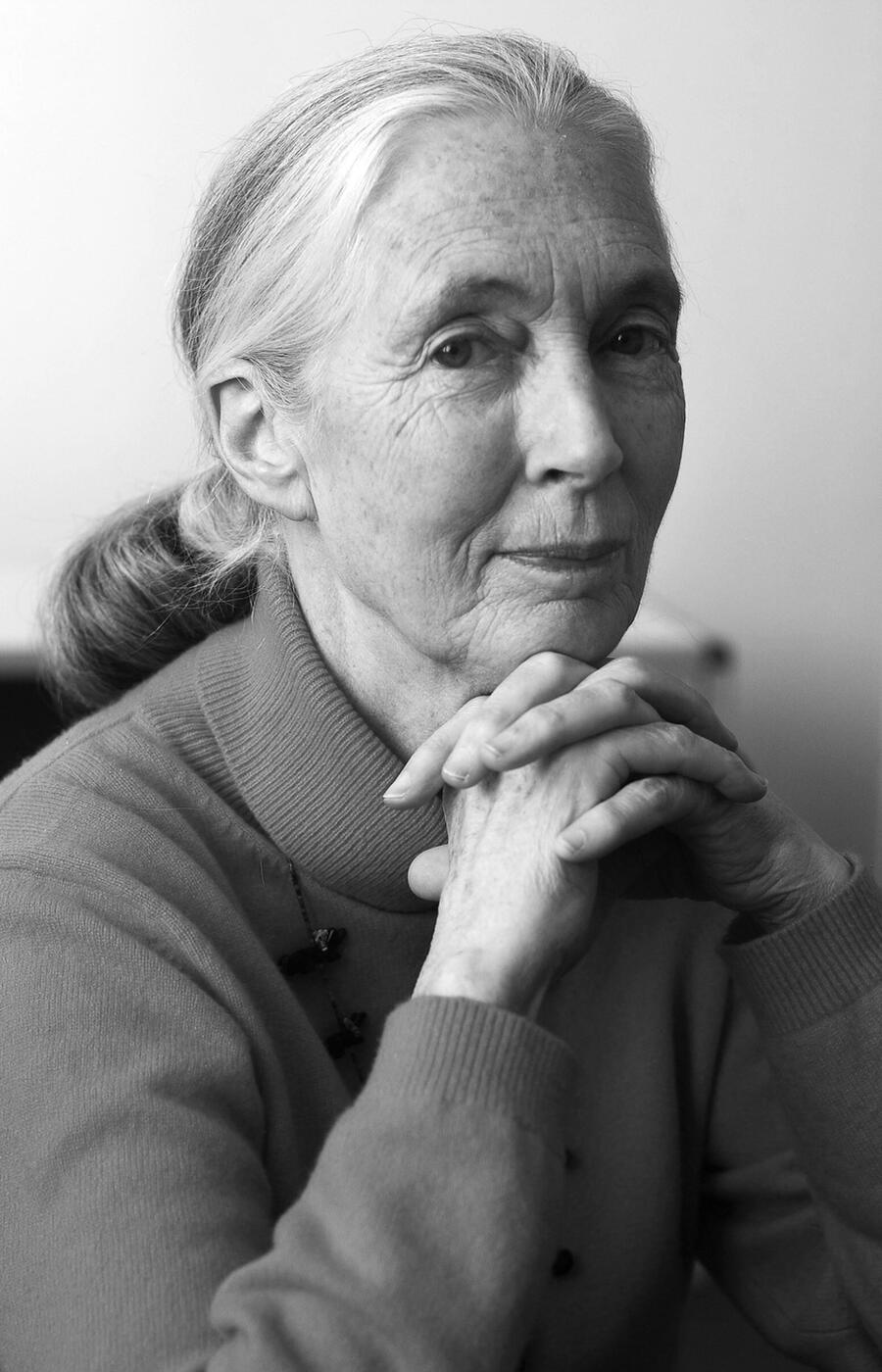 Jane Goodall is the most recognized expert in the study of chimpanzees. Jane Goodall chimpanzees Africa