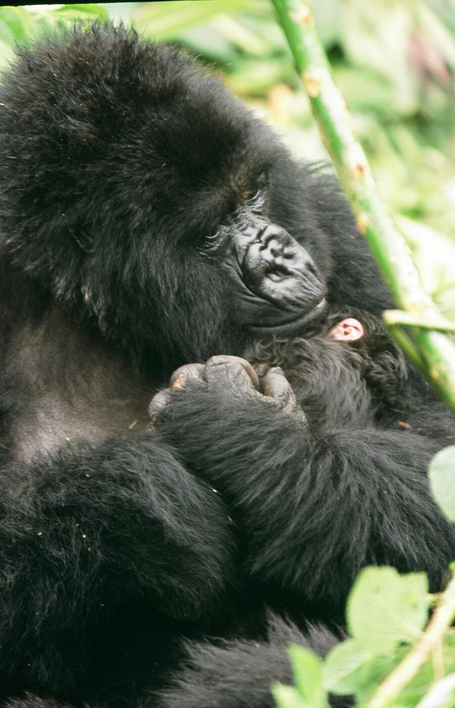 Gorilla cubs are dependent on their mothers for the first 4 years. of life travel uganda mountain gorilla rafiki