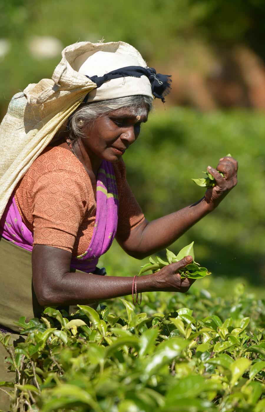 luxury travel sri lanka tea plantations