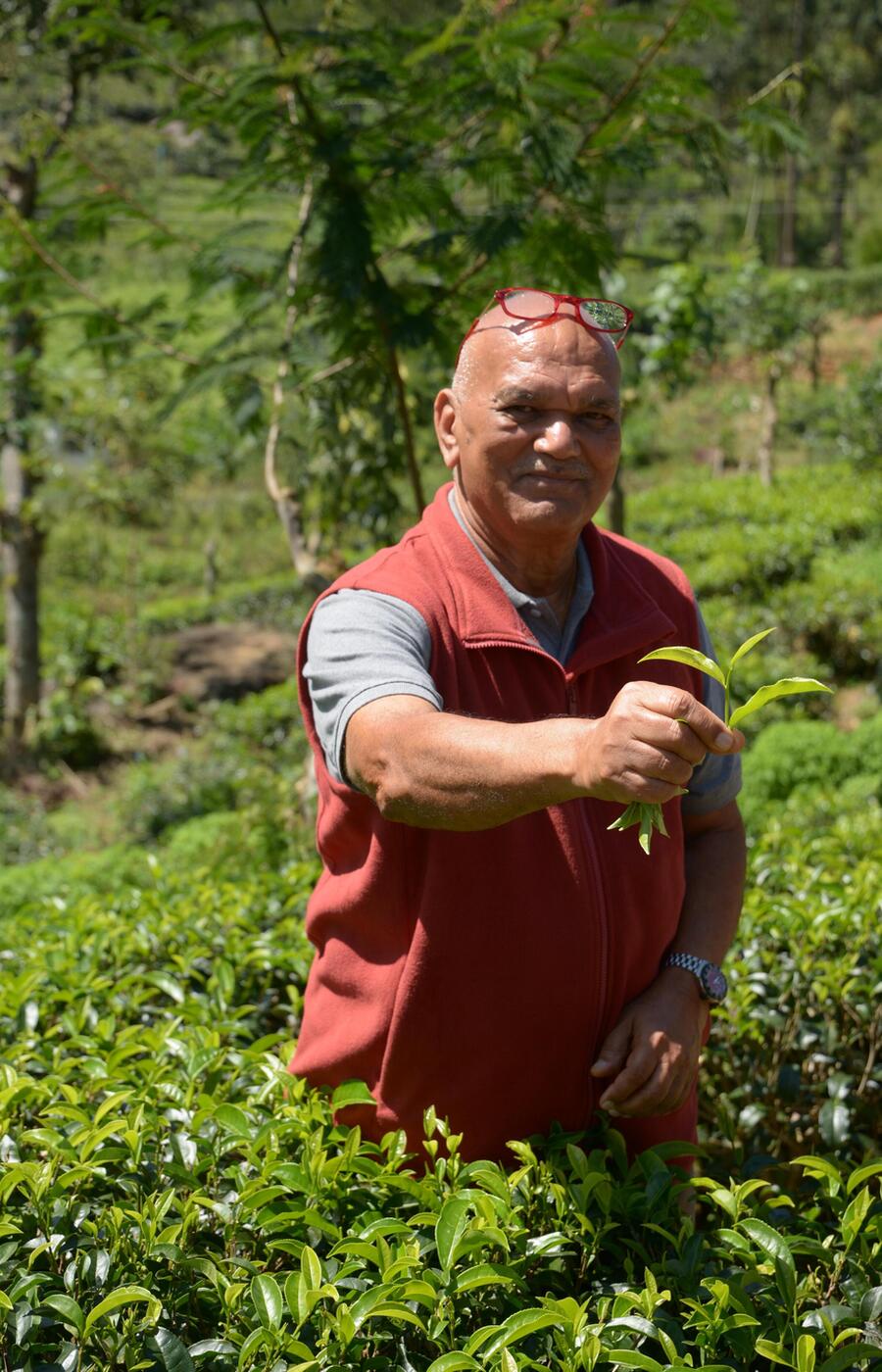 luxury travel sri lanka tea plantations