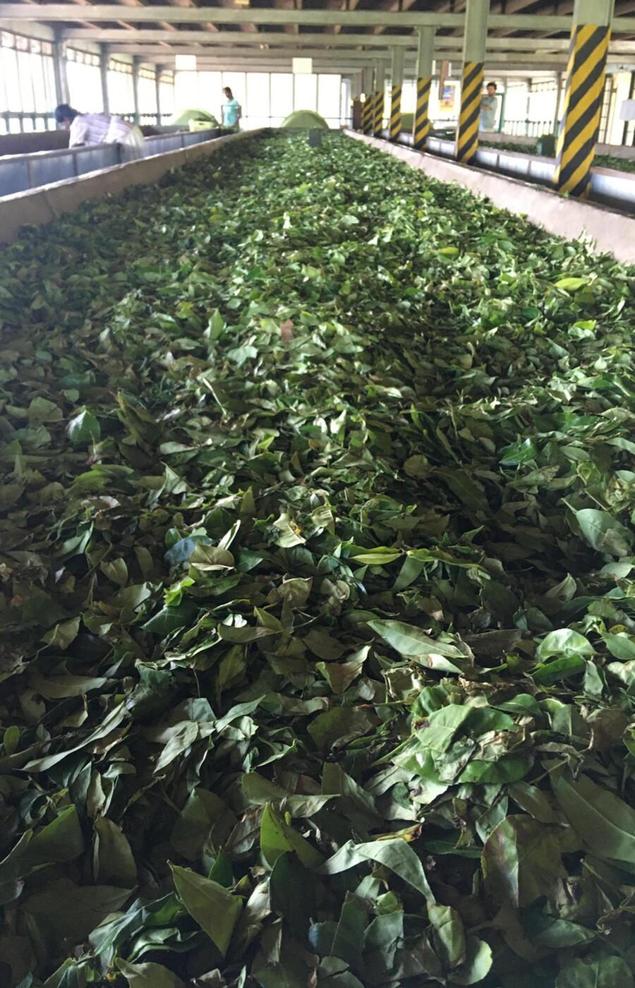 luxury travel sri lanka tea plantations