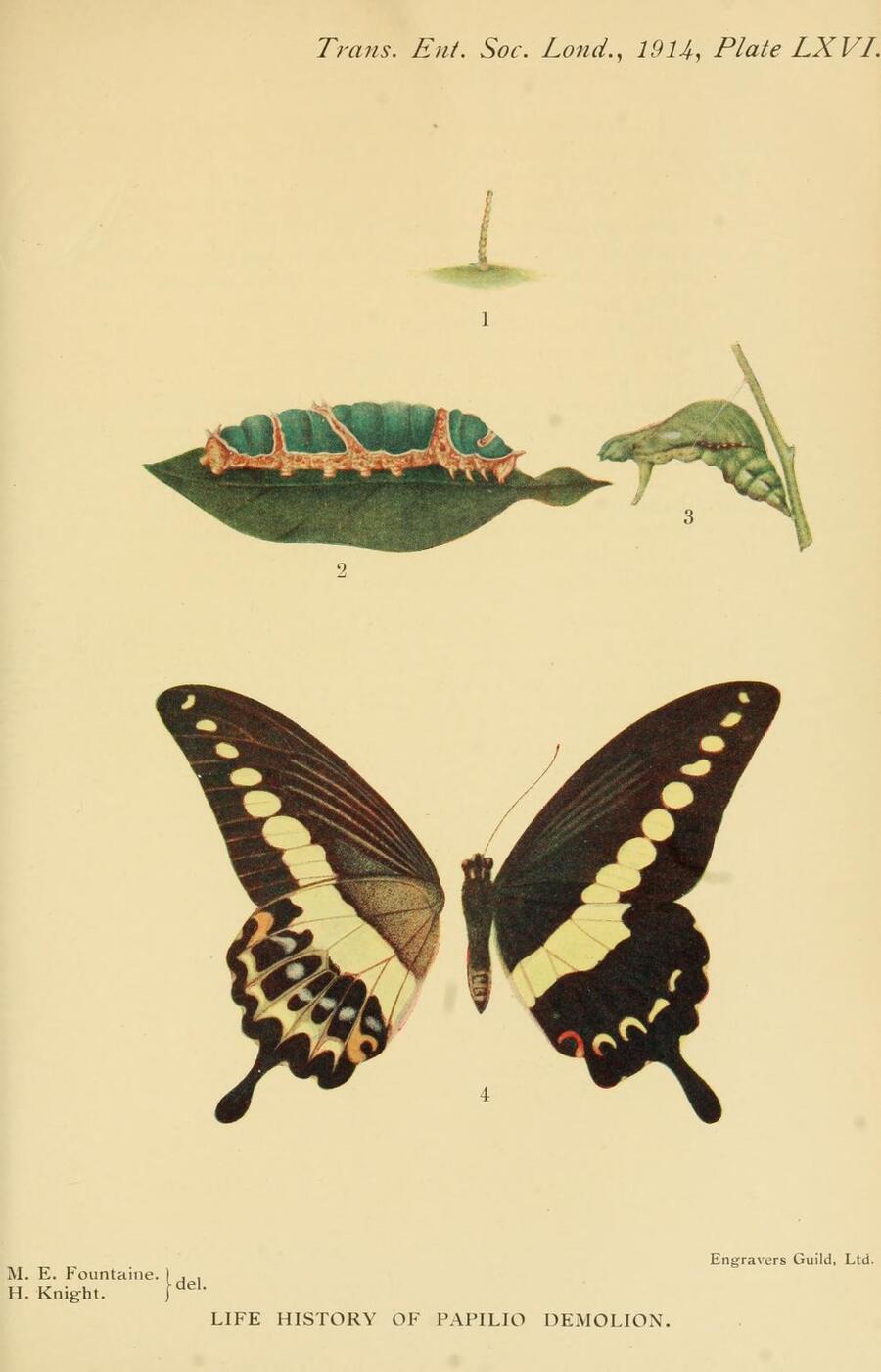 Photos: Book of the "Entomological Society of London" margaret fountaine illustration butterflies