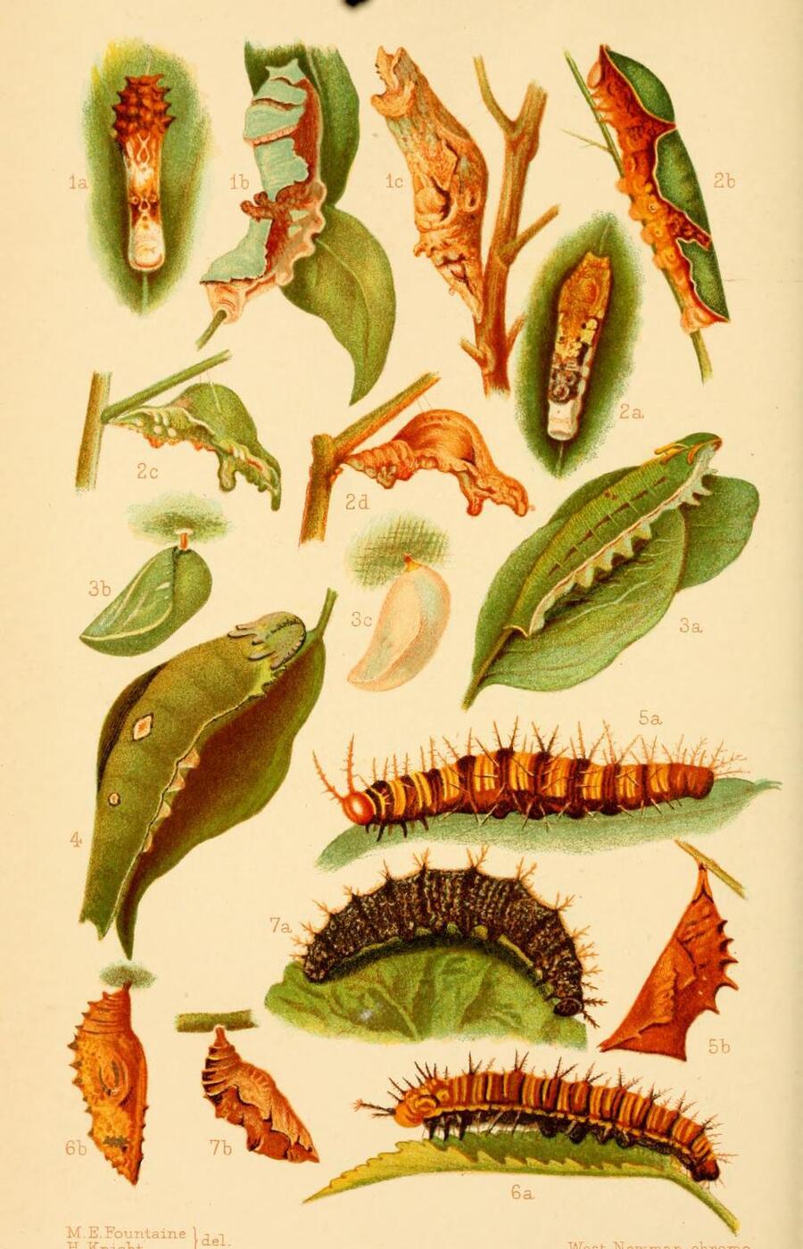 Illustrations by Margaret Fountaine. margaret fountaine illustration caterpillars