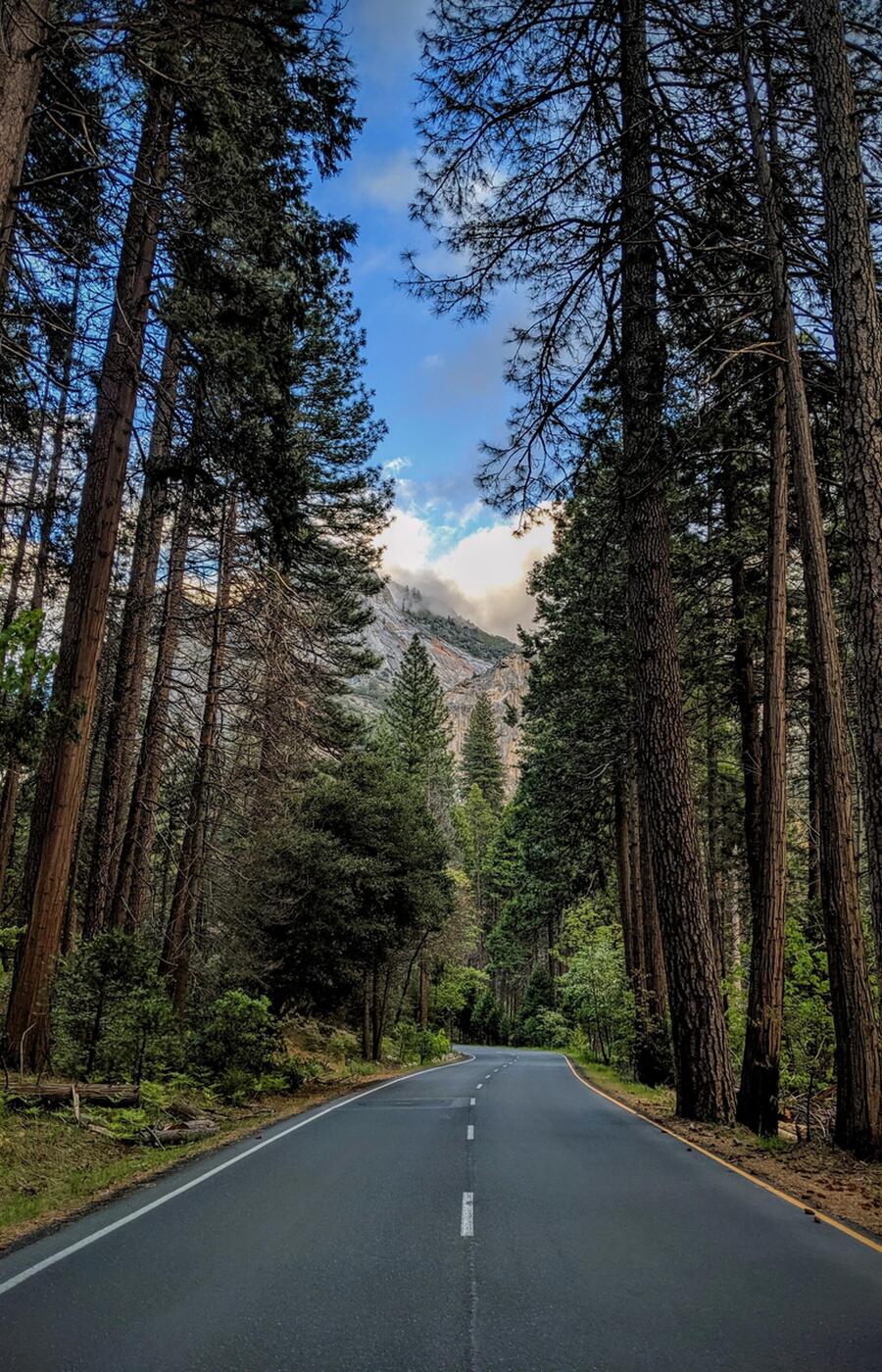 Yosemite is home to 37 native tree species. Photo: Alejandro González. yosemite national park united states