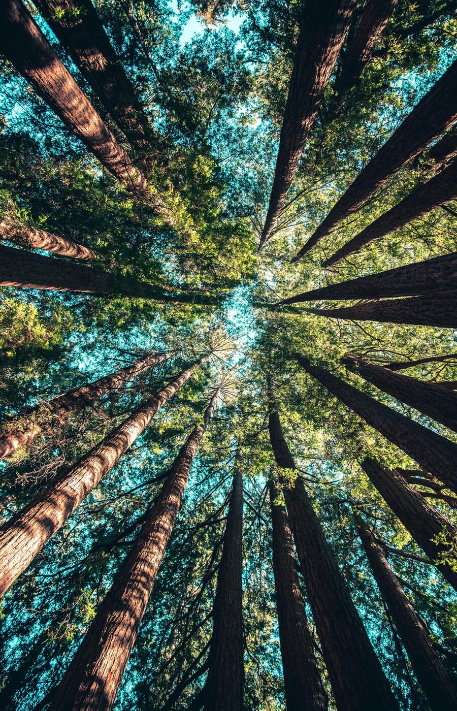 Some sequoia species can grow to more than 70 meters. Photo: Casey Horner. yosemite national park united states