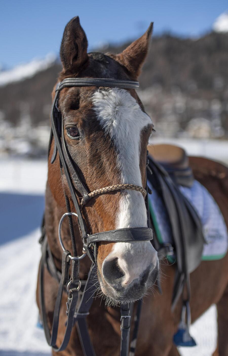 In Argentina, almost 3,000 horses are bred per season, but no more than 50 reach the first level. Snow polo St. Moritz